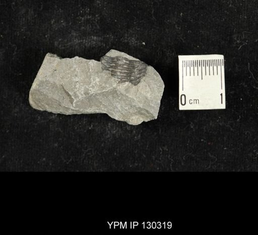 Eldredgeops rana