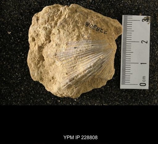Neospirifer sp.