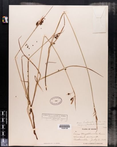 Carex paupercula