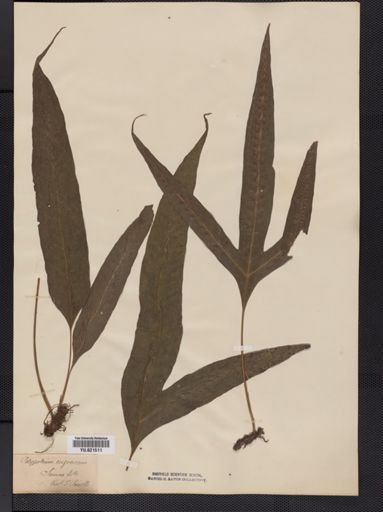 Polypodium