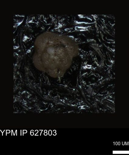undet. Foraminiferida