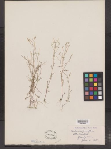 Cardamine parviflora