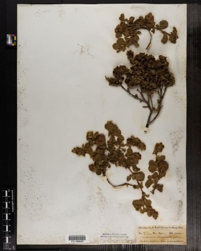 Plantae