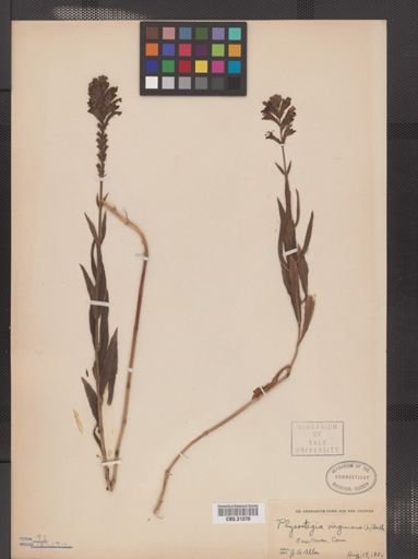 Physostegia virginiana
