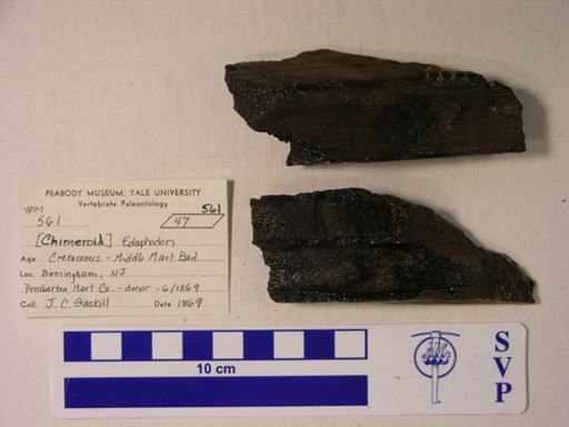 Edaphodon sp.