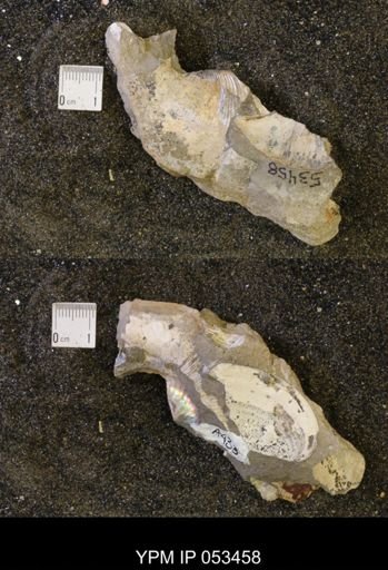 Hoploscaphites nicolletii