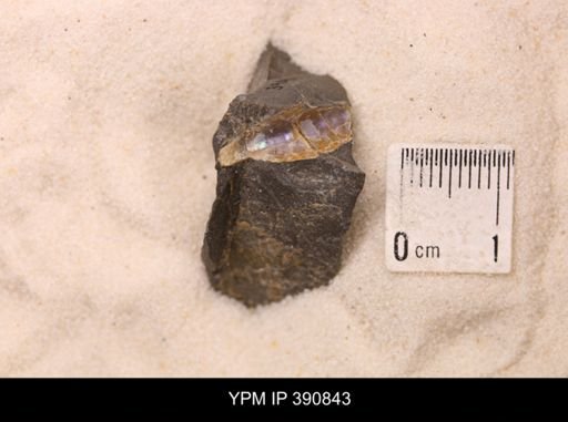 Baculites sp.