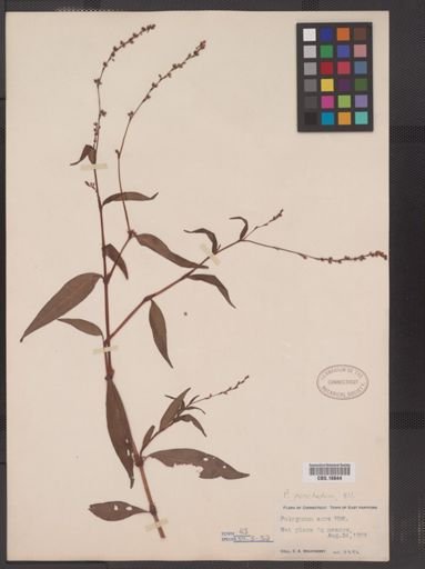 Polygonum punctatum