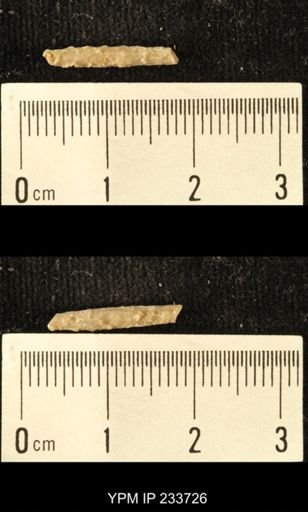 Archaeocidaris sp.