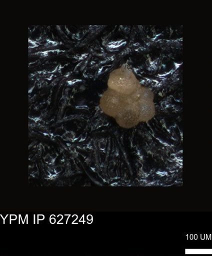 undet. Foraminiferida