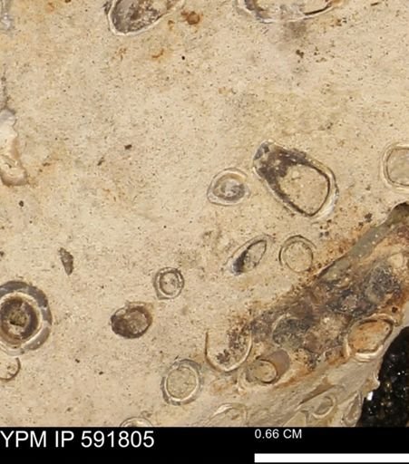 Serpulidae