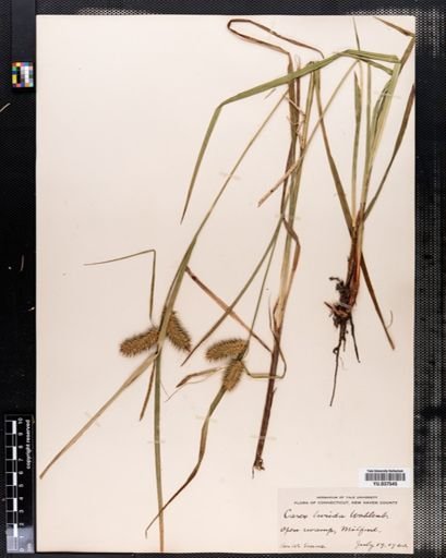 Carex lurida