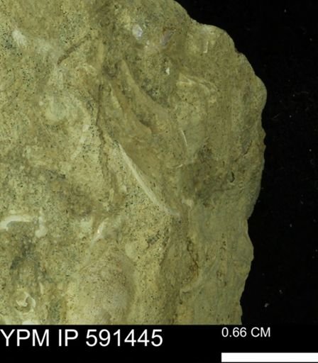 undet. Bivalvia