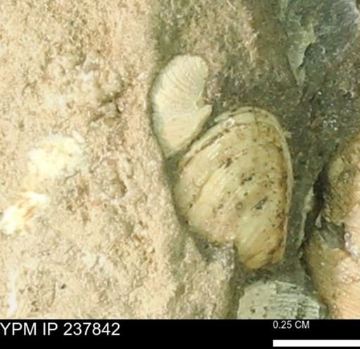 Limopsis striatopunctatus