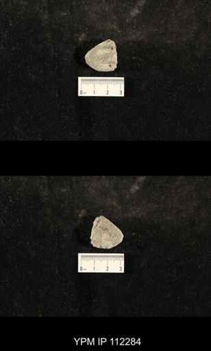 Glyptocrinus dyeri
