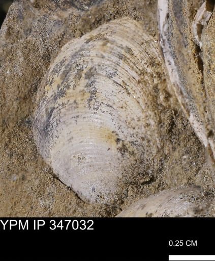 Limopsis striatopunctatus