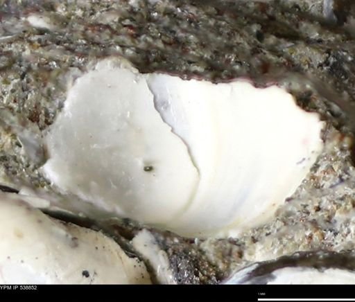 Corbulamella gregaria