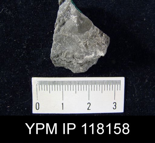 Dalmanella elegantula submedia