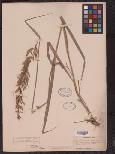 Sorghastrum nutans