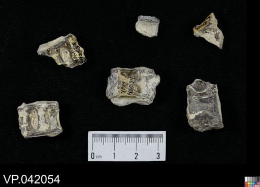 undet. Actinopterygii