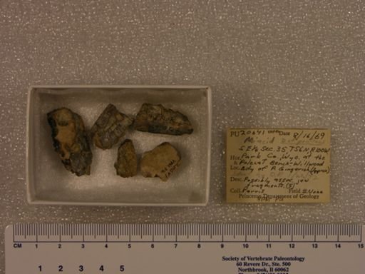 Didymictis protenus