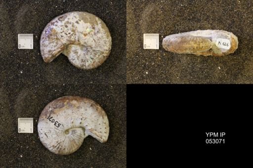 Discoscaphites conradi