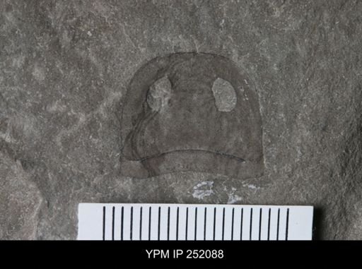 Eurypterus sp.