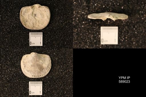 Dinorthis subquadrata