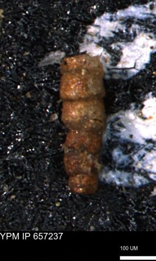 Ammobaculites petilus