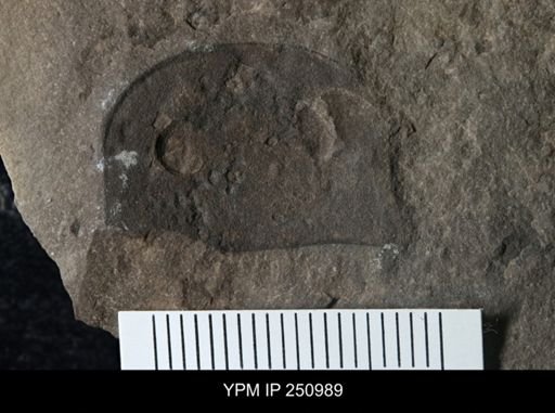 Eurypterus sp.