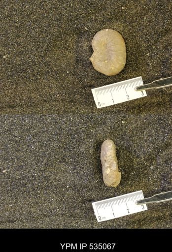 Scaphites cf. warreni