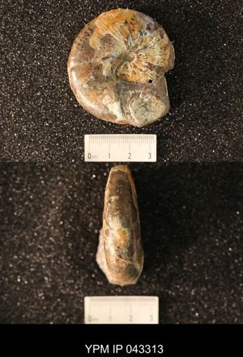 Hoploscaphites nicolletii