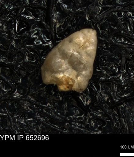 undet. Foraminiferida