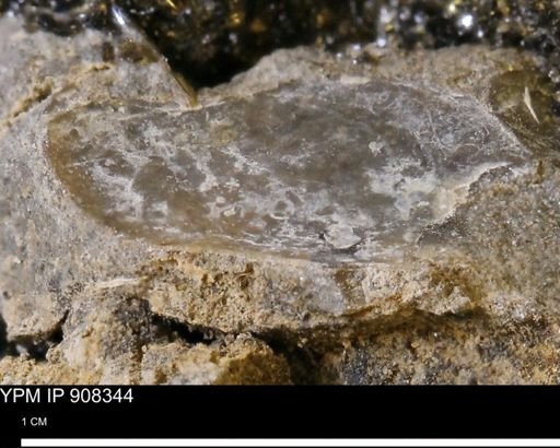 undet. Mollusca