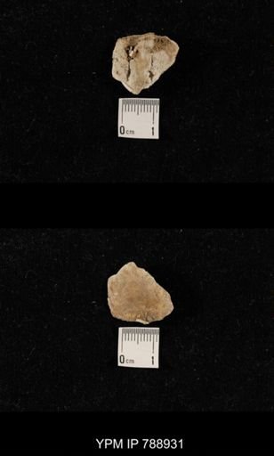 undet. Brachiopoda