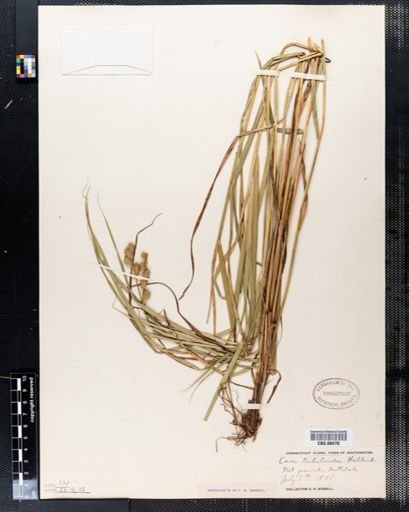 Carex tribuloides