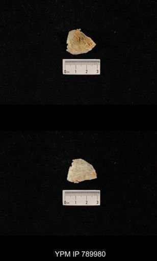 Leptodus sp.