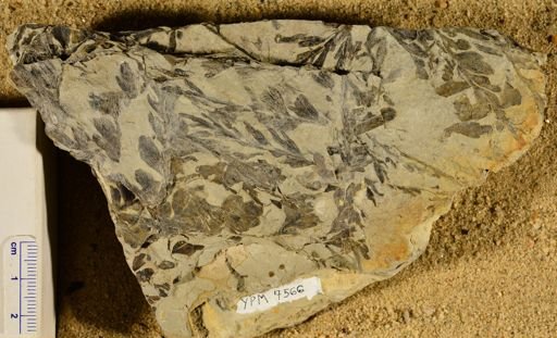 Triphyllopteris rarinervis
