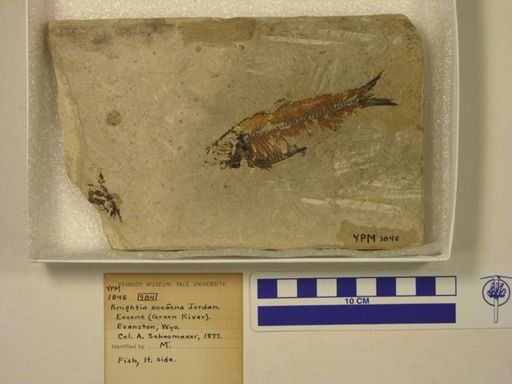 Knightia eocaena