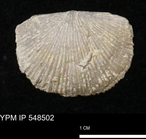 Stropheodonta callawayensis