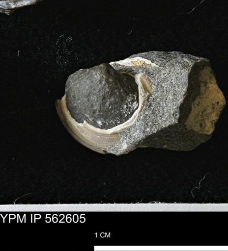 Limopsis striatopunctatus
