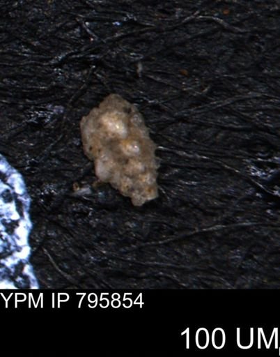 Verneuilina canadensis