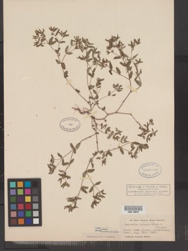 Euphorbia vermiculata