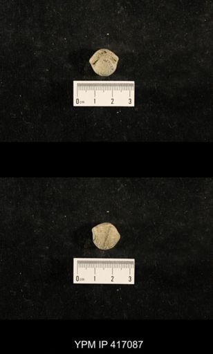 Euphemites carbonarius