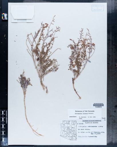 Astragalus