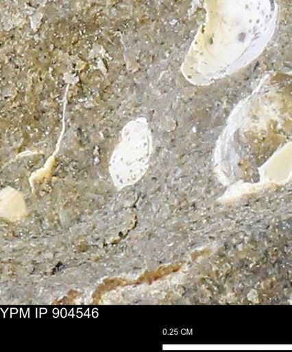 undet. Bivalvia
