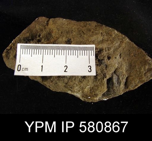 undet. Linguloidea
