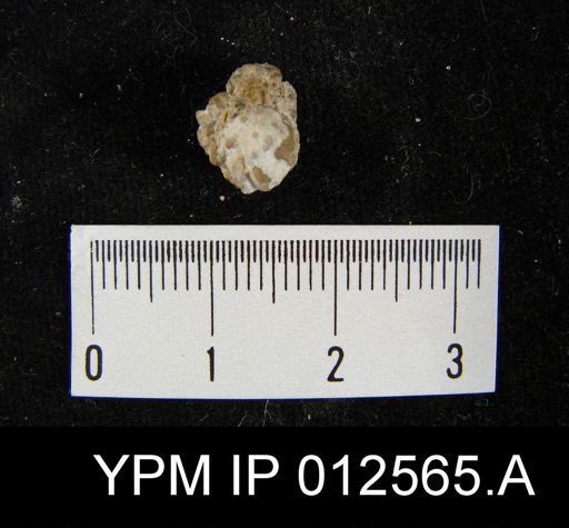 Pugnoides bidentatus