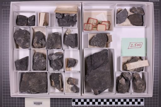 mixed taxa, stratigraphic collection