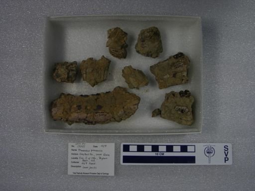 Phenacodus primaevus